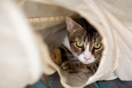 striped gray cat in shelter close up photoの写真素材