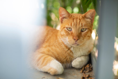 ginger cat in shelter close up photoの写真素材