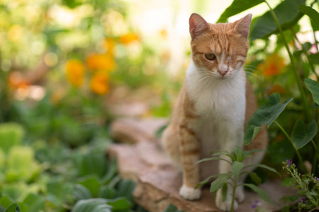 red one eyed cat in beautiful spring garden close up photoの写真素材