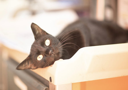 black cat in shelter close up photo