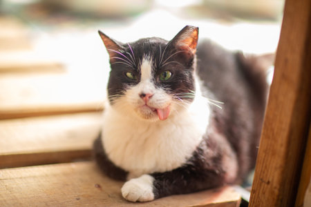 a funny cat with its tongue sticking out and crossed eyes close up photo