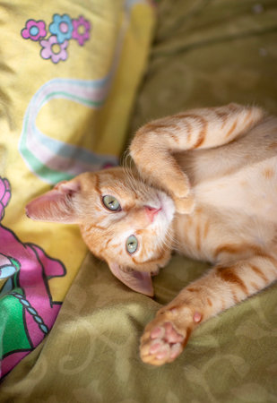 ginger kitten close up photoの写真素材