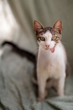 gray white cat with jaw injury in shelter close up photo