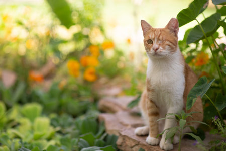 red one eyed cat in beautiful spring garden close up photoの写真素材