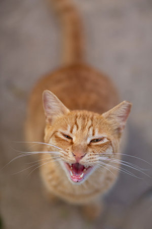 ginger cat in shelter close up photoの写真素材