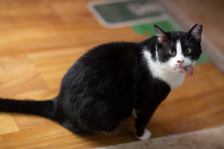 a funny cat with its tongue sticking out and crossed eyes close up potoの写真素材
