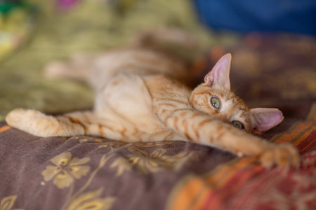 ginger kitten in shelter close up photo