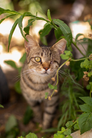 striped gray one eyed cat in shelter close up photoの写真素材