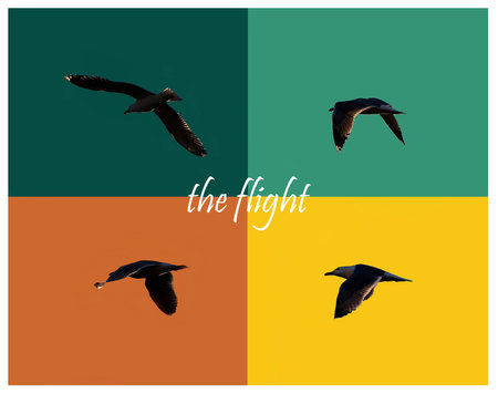 composition of four images with the flight of a seagull