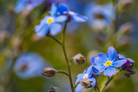 A close up of some small blue flowersの写真素材