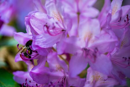 A macro shot of some purple flowersの写真素材