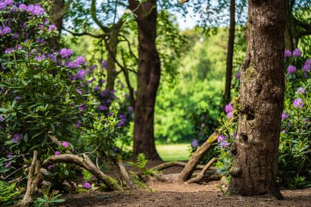 A path in the forest with green trees in the sunlightの写真素材