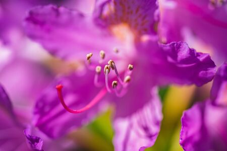 A macro shot of some purple flowersの写真素材