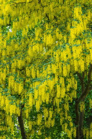 A laburnum weeping willow treeの写真素材