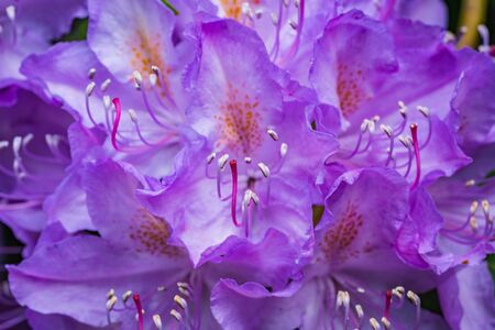 A macro shot of some purple flowersの写真素材