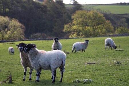 The Yorkshire Dales Countryside with Sheepの写真素材