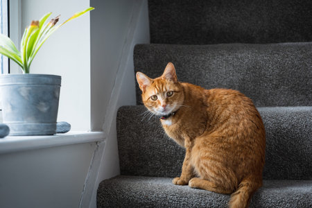 A portrait of an adorable young domestic ginger tabby cat sat at home sat on the staircaseの写真素材