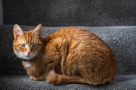 A portrait of an adorable young domestic ginger tabby cat sat at home sat on the staircaseの写真素材