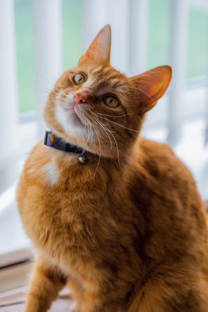 A portrait of an adorable young domestic ginger tabby cat sat at home on the back of a sofa against...