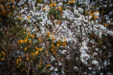 A cluster of white and yellow small flowers in a bushの写真素材