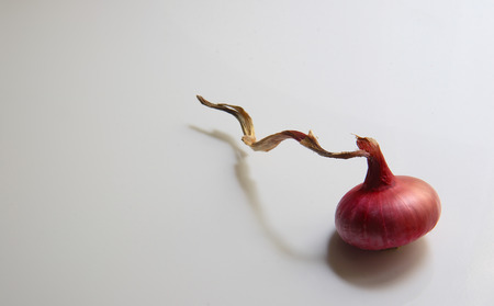 Onionの写真素材