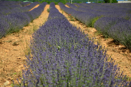 Lavenders in Provence, Sault, South of Franceの写真素材