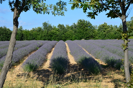 Lavenders in Provence, Sault, South of Franceの写真素材
