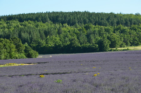 Lavenders in Provence, Sault, South of Franceの写真素材