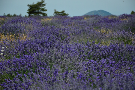 Lavenders in Provence, Sault, South of Franceの写真素材