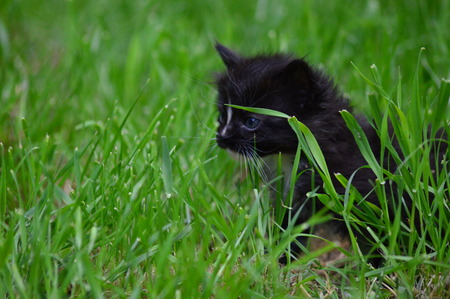 Baby Kitten Outsideの写真素材