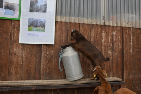 Goatの写真素材