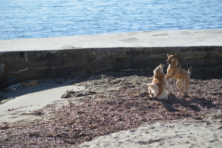 Dogs playing on the beachの写真素材