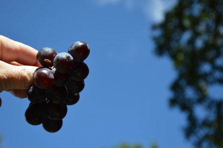 Grapes (Muscat)の写真素材