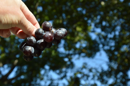 Grapes (Muscat)の写真素材