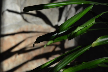 Shadows on the wall from a planteの写真素材