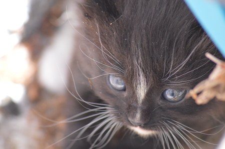 A Kitten in the Gardenの写真素材