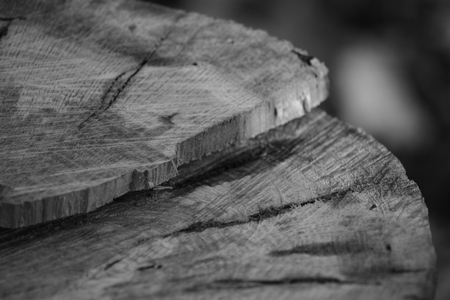 Zoom on a tree stump in the forestの写真素材