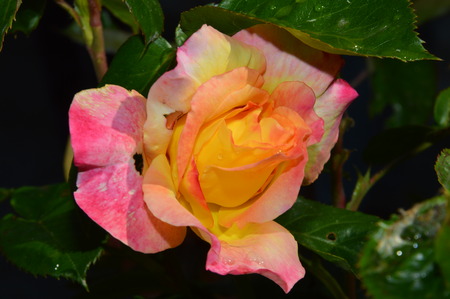Zoom on an orange white red roseの写真素材