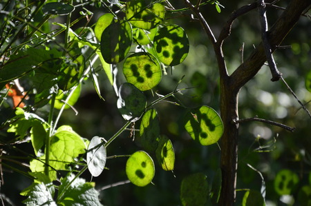 Zoom on a green Lunaria plant in the gardenの写真素材