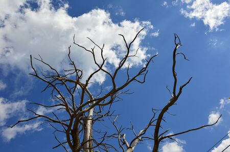 A Dead Tree in the forest with blue sky backgroundの写真素材