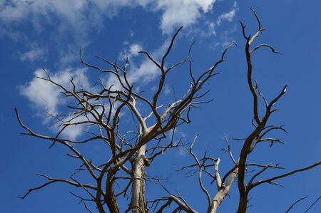 A Dead Tree in the forest with blue sky backgroundの写真素材