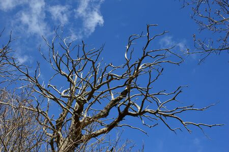 A Dead Tree in the forest with blue sky backgroundの写真素材
