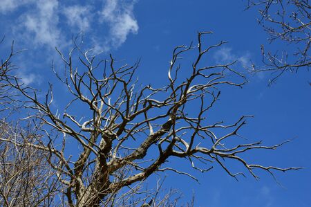 A Dead Tree in the forest with blue sky backgroundの写真素材