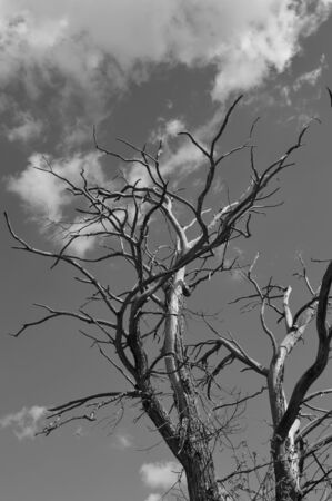 A Dead Tree in the forest, black and whiteの写真素材