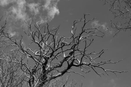 A Dead Tree in the forest, black and whiteの写真素材