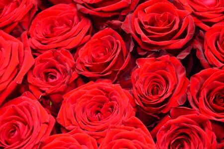 Closeup on a bouquet of red rosesの写真素材