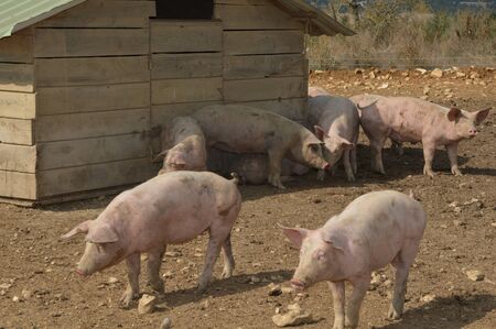 Pigs in their natural surroundings ( south of france )の写真素材