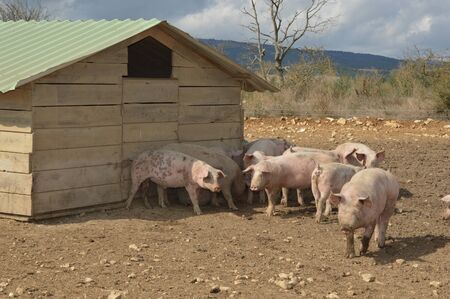 Pigs in their natural surroundings ( south of france )の写真素材