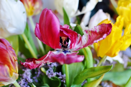 Tulips in a bouquetの写真素材