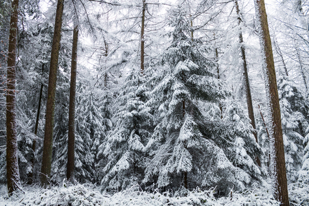 Winter in the woodsの写真素材